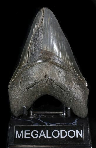 Bargain, Serrated Megalodon Tooth - Georgia #41147